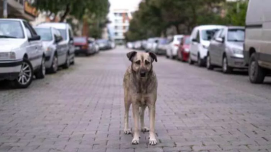 Sokak köpeği