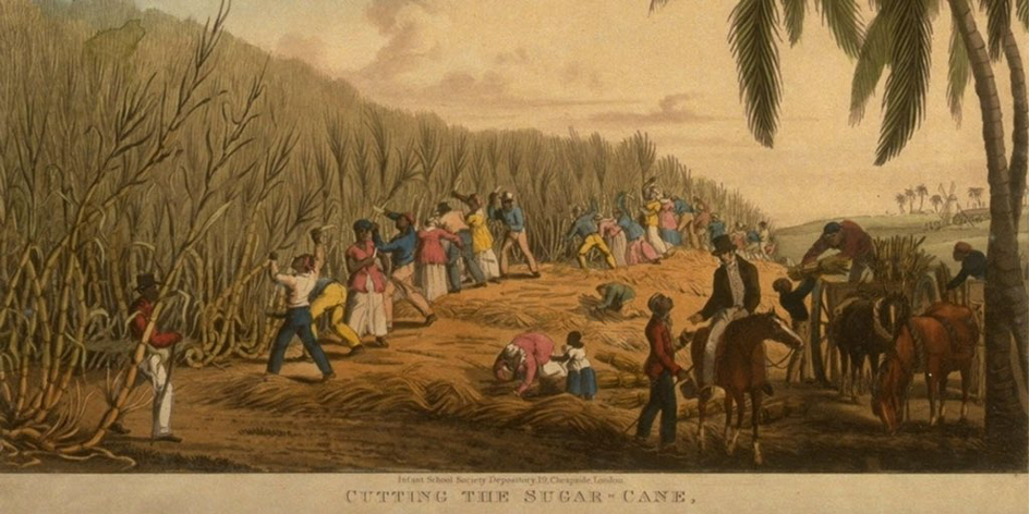Şeker kamışı hasat eden köleler