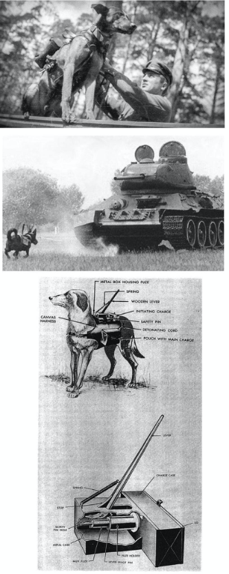 Tanksavar olarak kullanılan köpekler