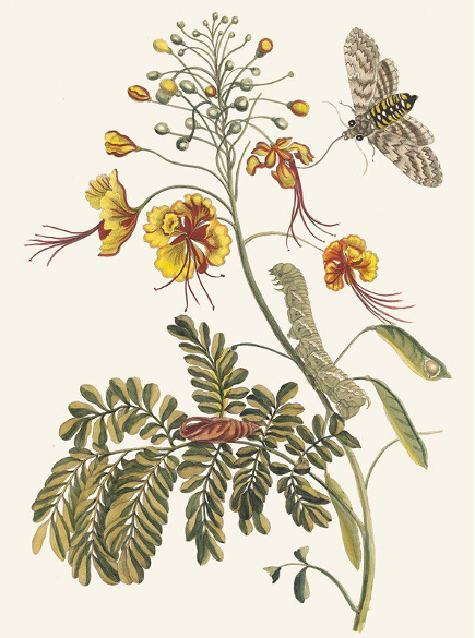 Metamorphosis Insectorum Surinamensium'dan böceklerin olduğu bitkili bir illüstrasyon