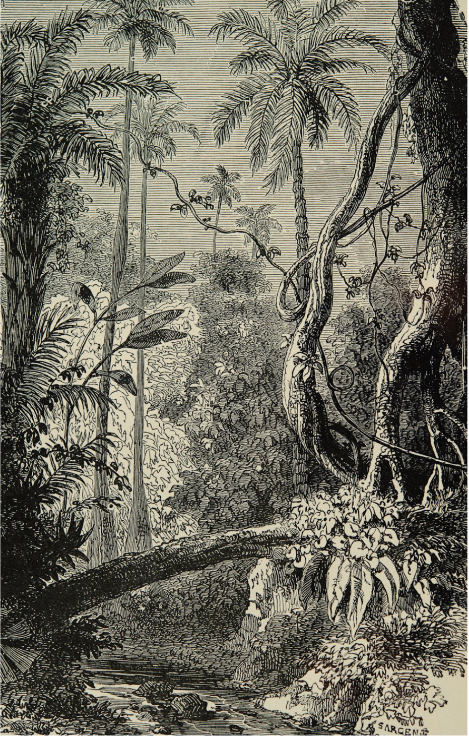 orman çizimi