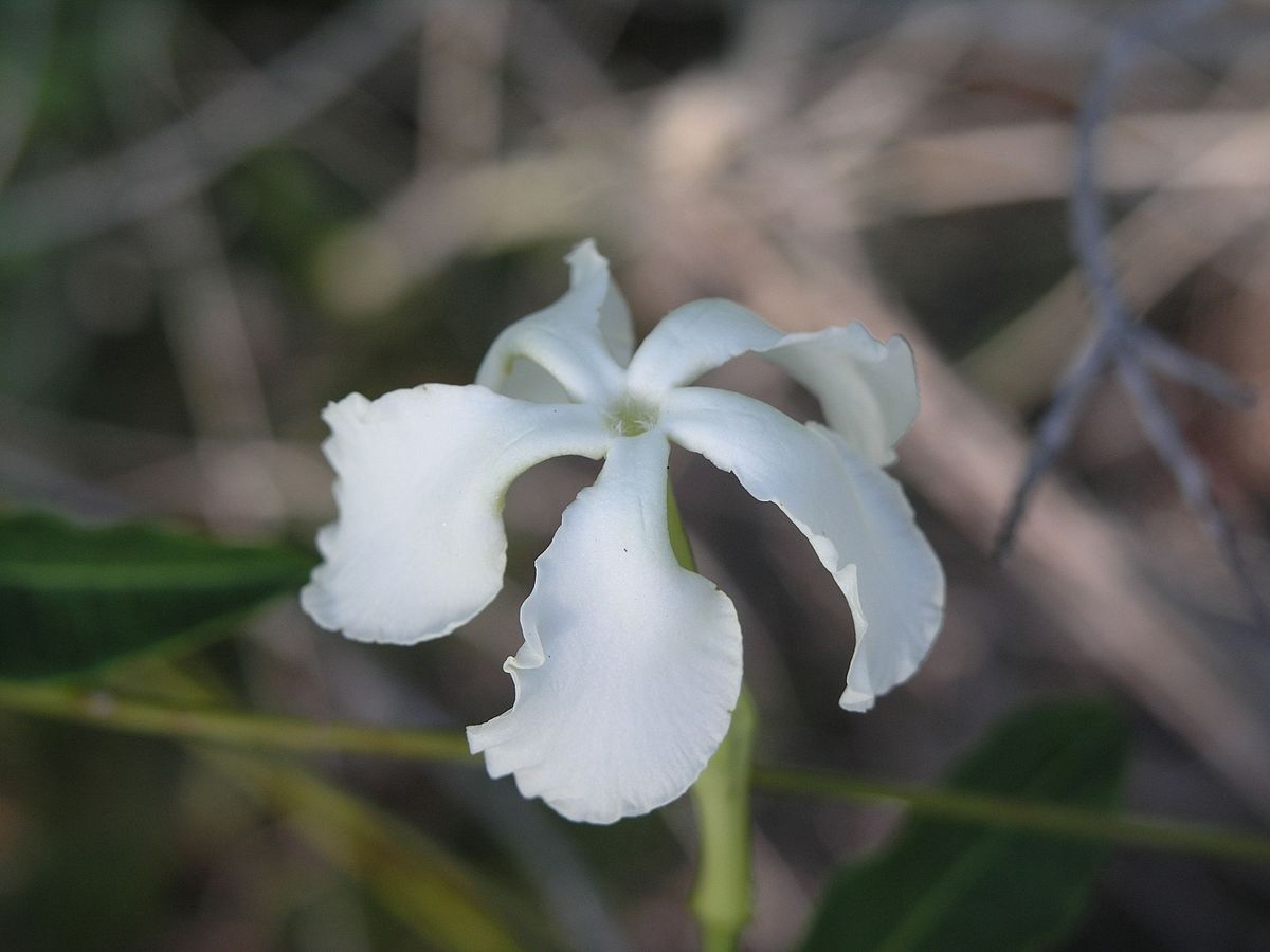 savan çiçeği (Echites umbellata)