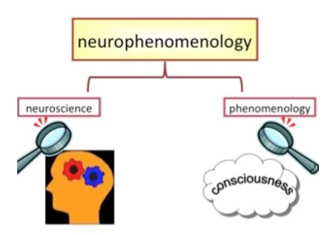 Nörofenomenoloji