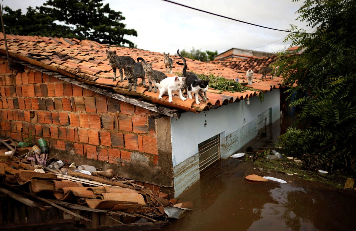 6 Ocak 2022'de Brezilya'nın Imperatriz kentindeki su baskını sonucu bir evin çatısına sığınan kediler, Reuters