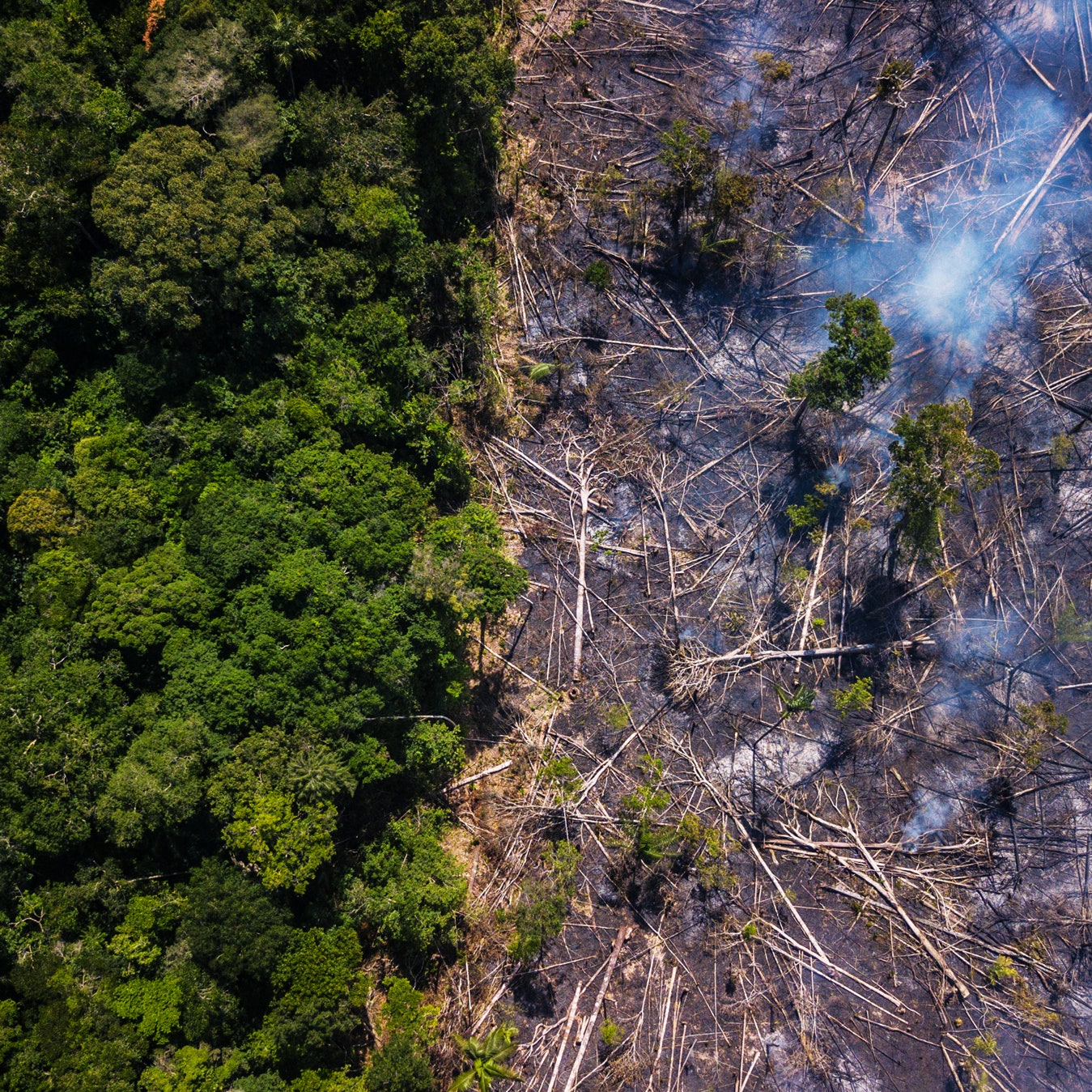 Amazon'larda ağaç katliamı