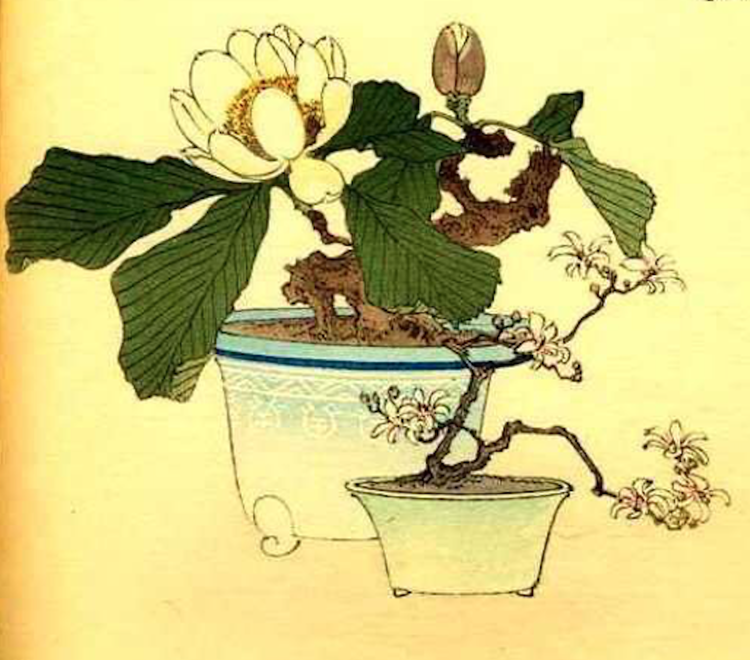 bonsai illüstrasyonu