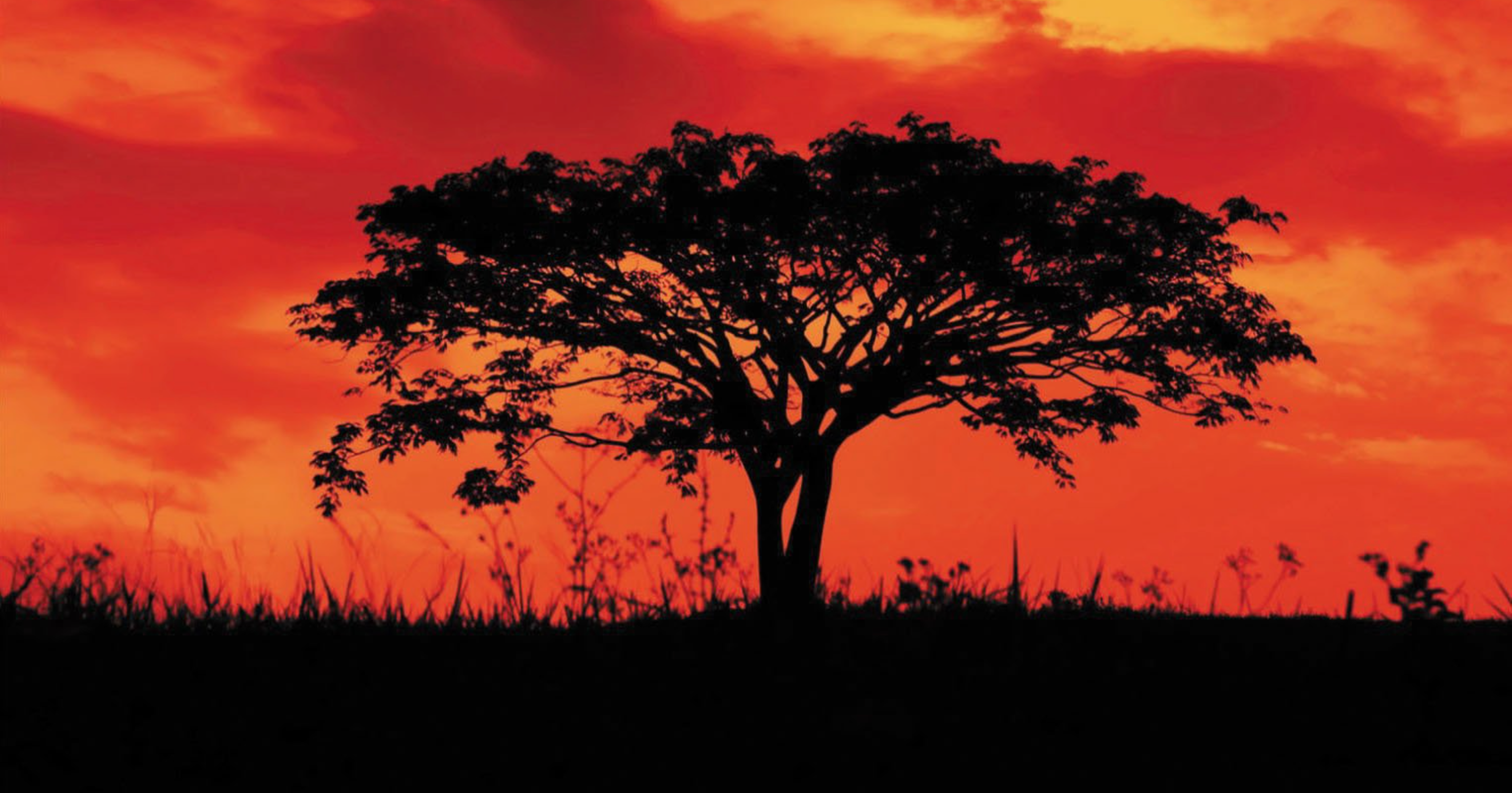 Afrika'dan ağaç fotoğrafı