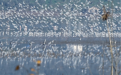 Tuzlada uçuşan kuşlar