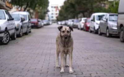 Sokak köpeği