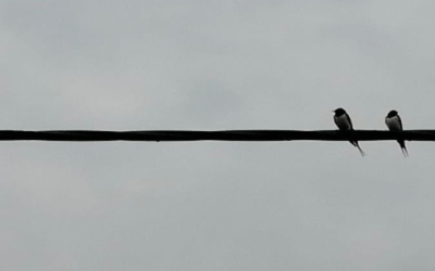 Göç etmeyi bekleyen kırlangıçlar. Fotoğraf: Nika Ermenc