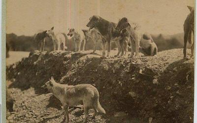 Hayırsızada'ya sürgün edilen köpekler.