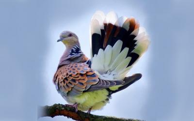 Fotoğraf: Kemal Karaer