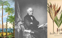 Ortada Martius, sağda palmiye çizimi, solda seyahatten bir çizim