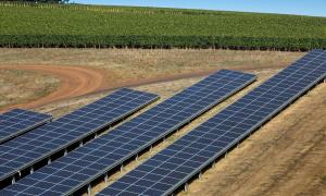 Elektron pazarı öngörülebilir, bu da tarım arazilerine kurulan güneş panellerinin çiftçiler için oldukça istikrarlı bir gelir sağlayabileceği anlamına geliyor. (Fotoğraf: George Rose / Getty)