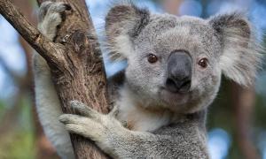 Koala