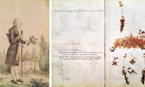Rousseau, eseri ve kitap arası kuruttuğu çiçekler