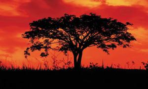 Afrika'dan ağaç fotoğrafı