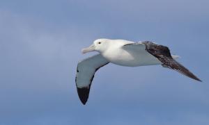 Tristan albatrosu (Diomedea exulans dabbenena) istilacı kemirgenler nedeniyle tehdit altında.