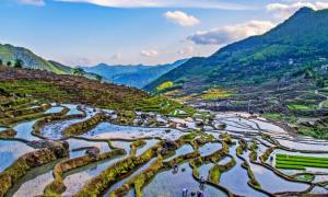 Çin’de pirinç tarlaları 