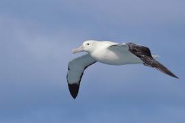 Tristan albatrosu (Diomedea exulans dabbenena) istilacı kemirgenler nedeniyle tehdit altında.