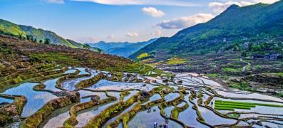 Çin’de pirinç tarlaları 