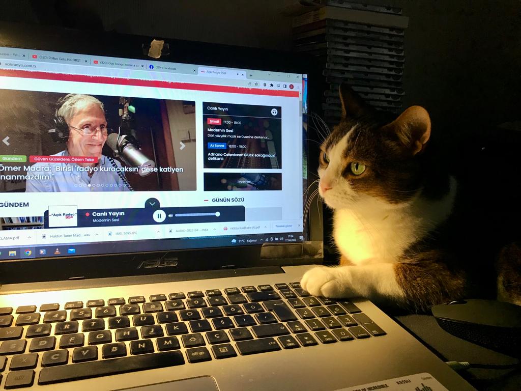 Açık Radyo web sayfası ana sayfa açık laptop ve bakan kedi
